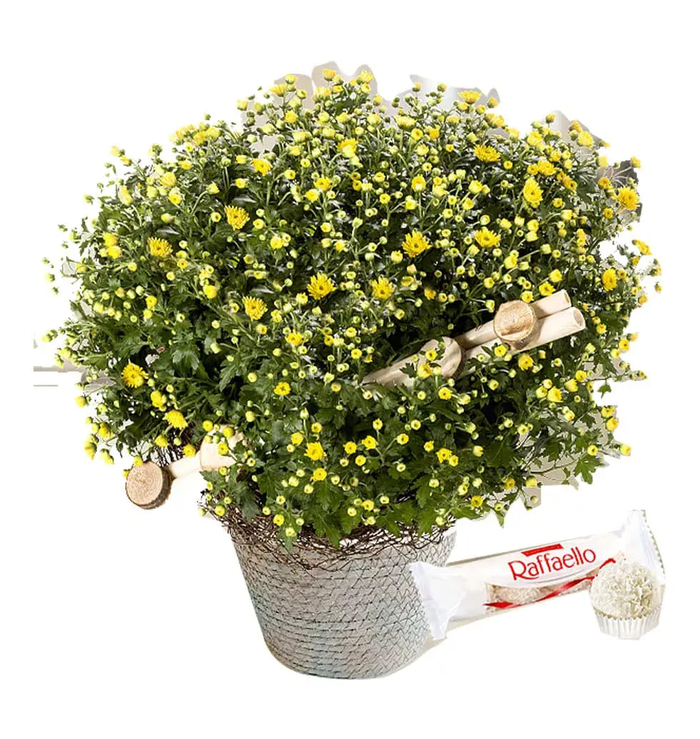 Charming Chrysanthemums Basket