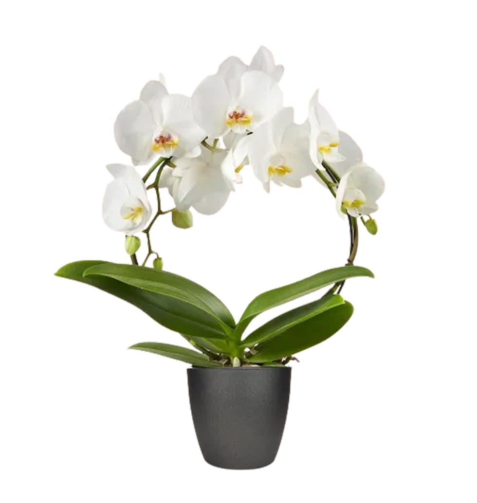 Orchid grows well in indoor conditions. To beautif...
