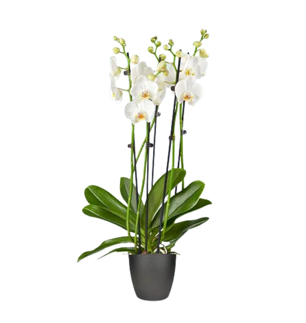 A sophisticated white Phalaenopsis Orchid plant that is housed in a beautiful si...