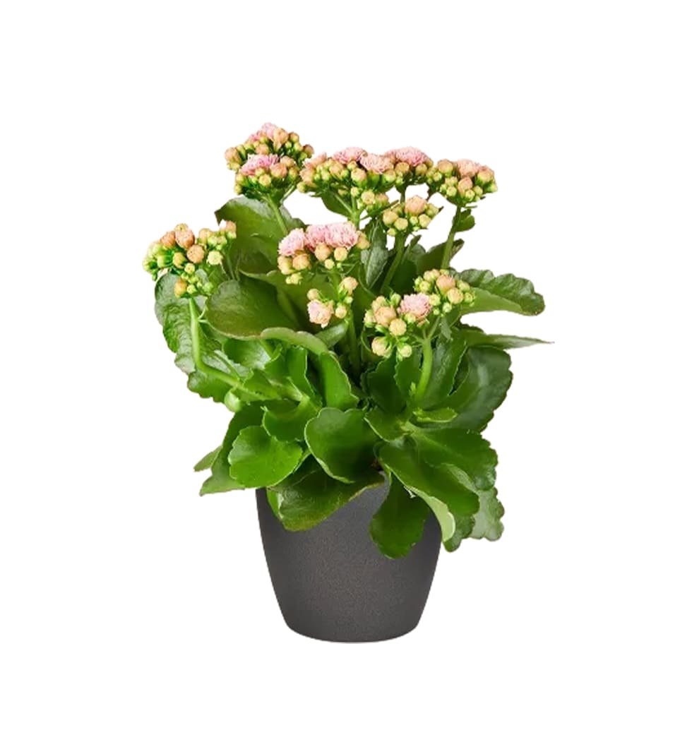 Kalanchoe plants are thick leaved succulents that are often seen in florist shop...