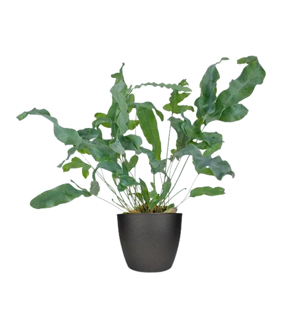 Goldspotted Fern looks good in a bright place.Let ...