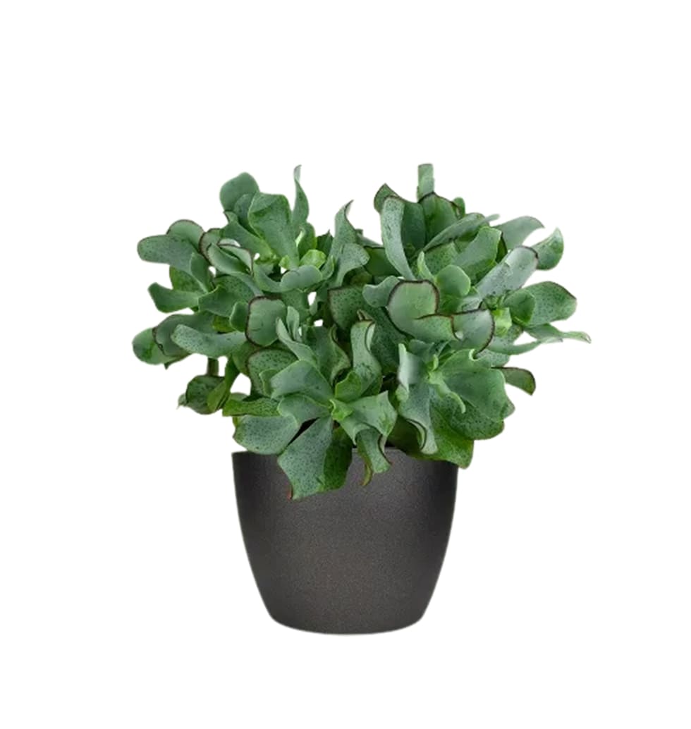 Crassula arborescens is easy to care for and can s...