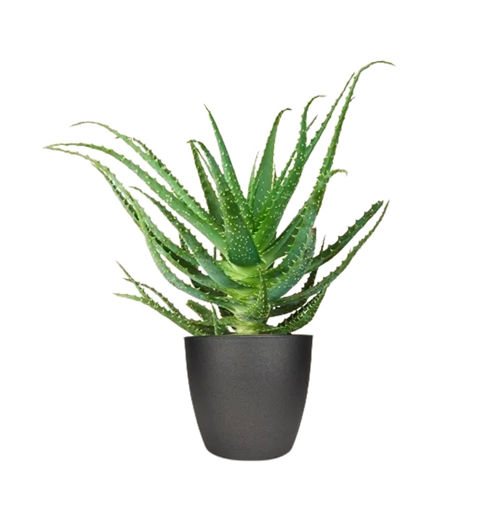 Aloe Arborescents is a multipurpose houseplant with medical, aesthetic, and air-...