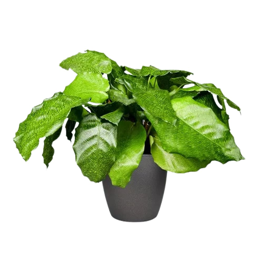 The tropical houseplant Calathea musaica is well-l...