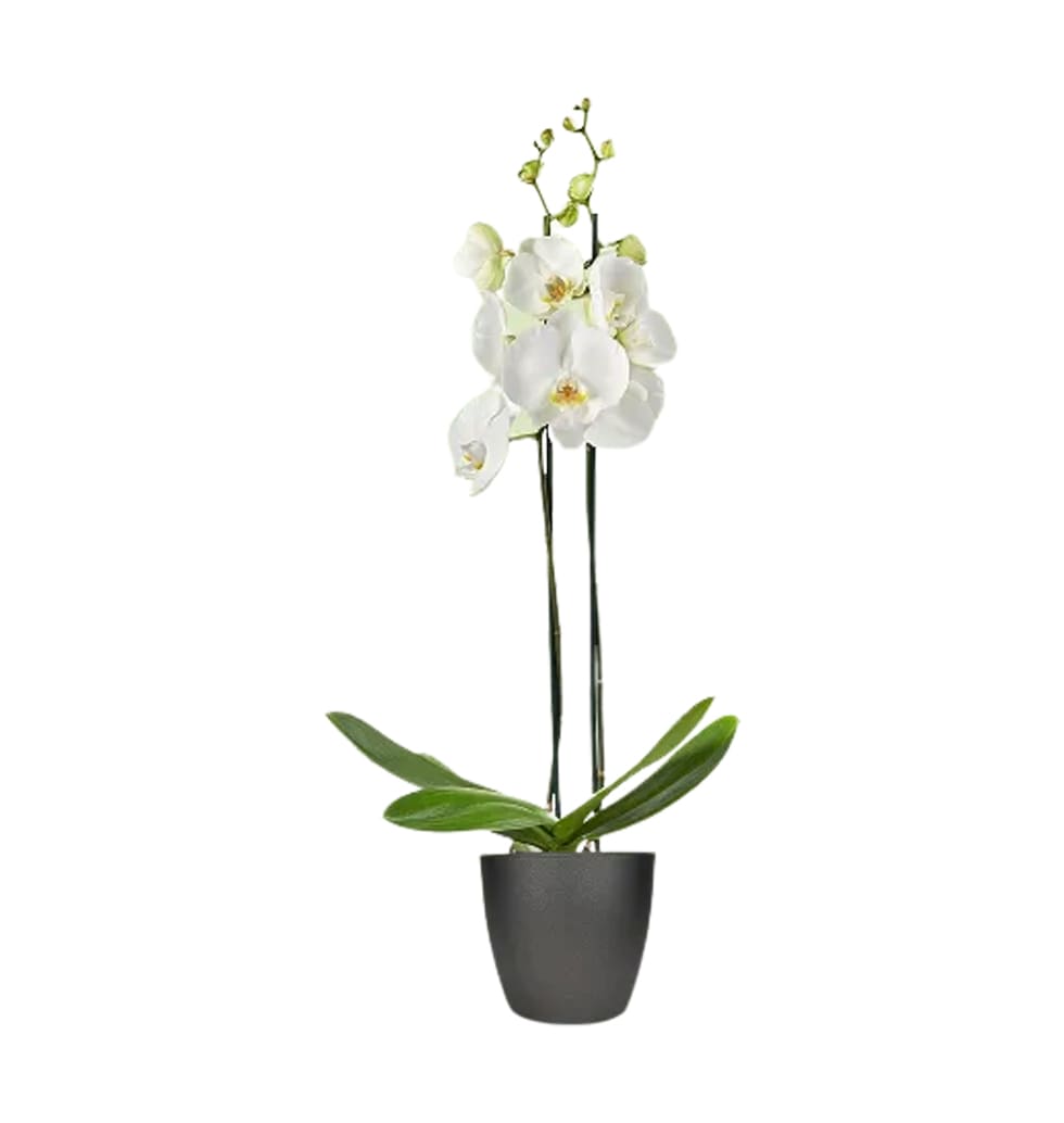Fresh orchids are a symbol of purity, but they als...