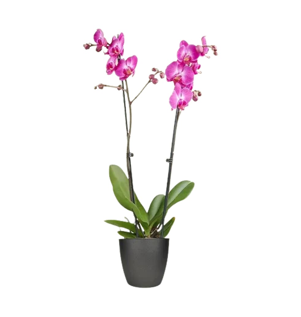 Orchids are enchanted. They convey elegance and re...