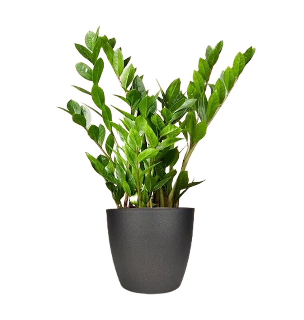 The Zamioculcas is a rhizome plant thats a real jo...