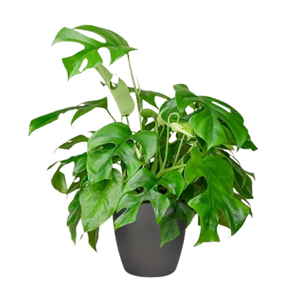 This unique, easy-care houseplant can be hard to f...