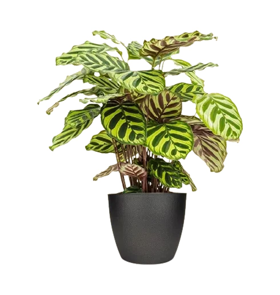 If youre a fan of prayer plants, put Calathea mako...