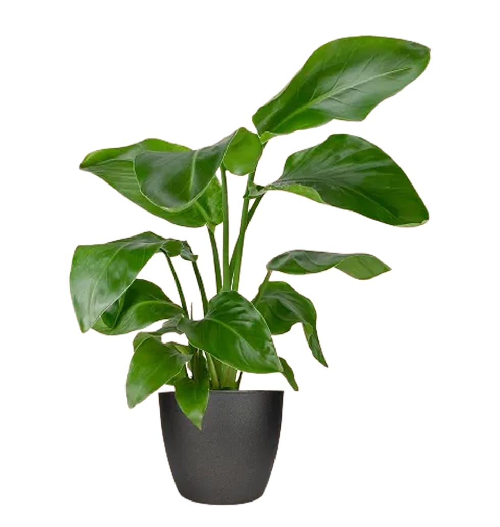 For a striking, upright plant for a bright light l...