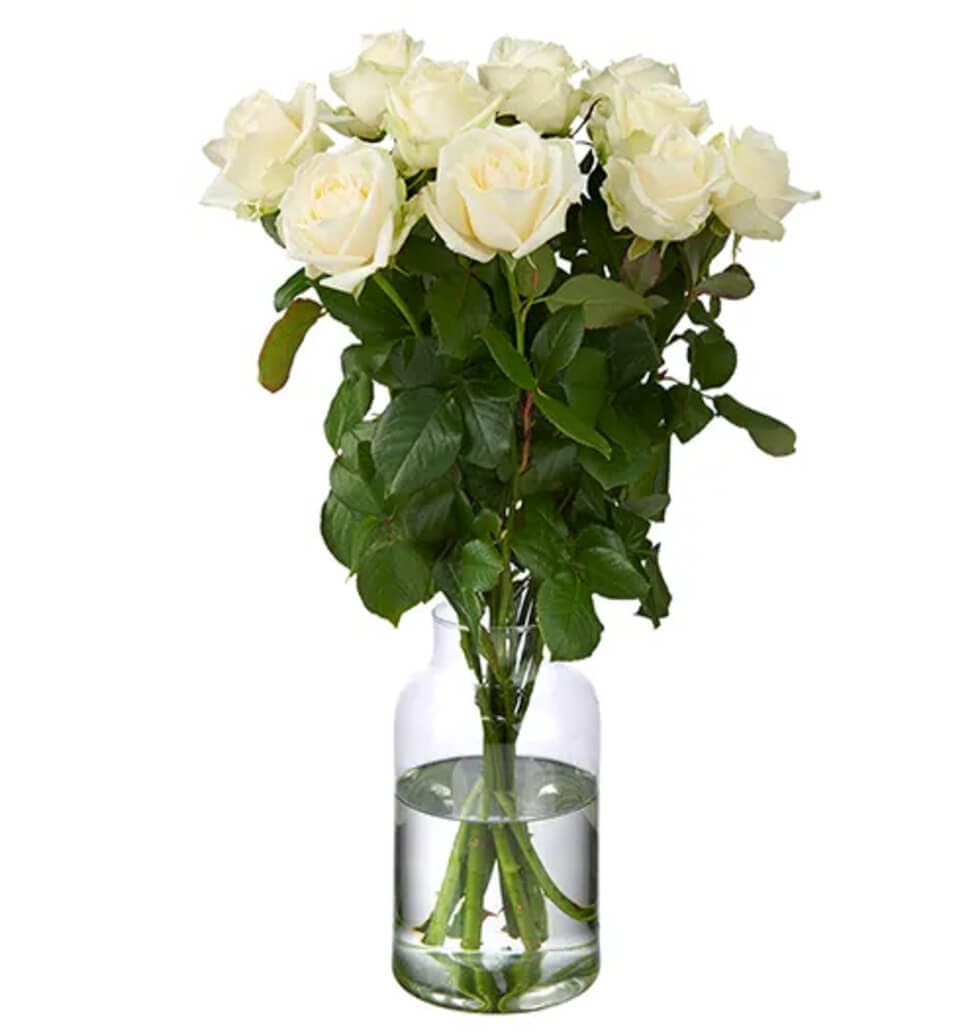 Premium 10 White Avalanche Roses
