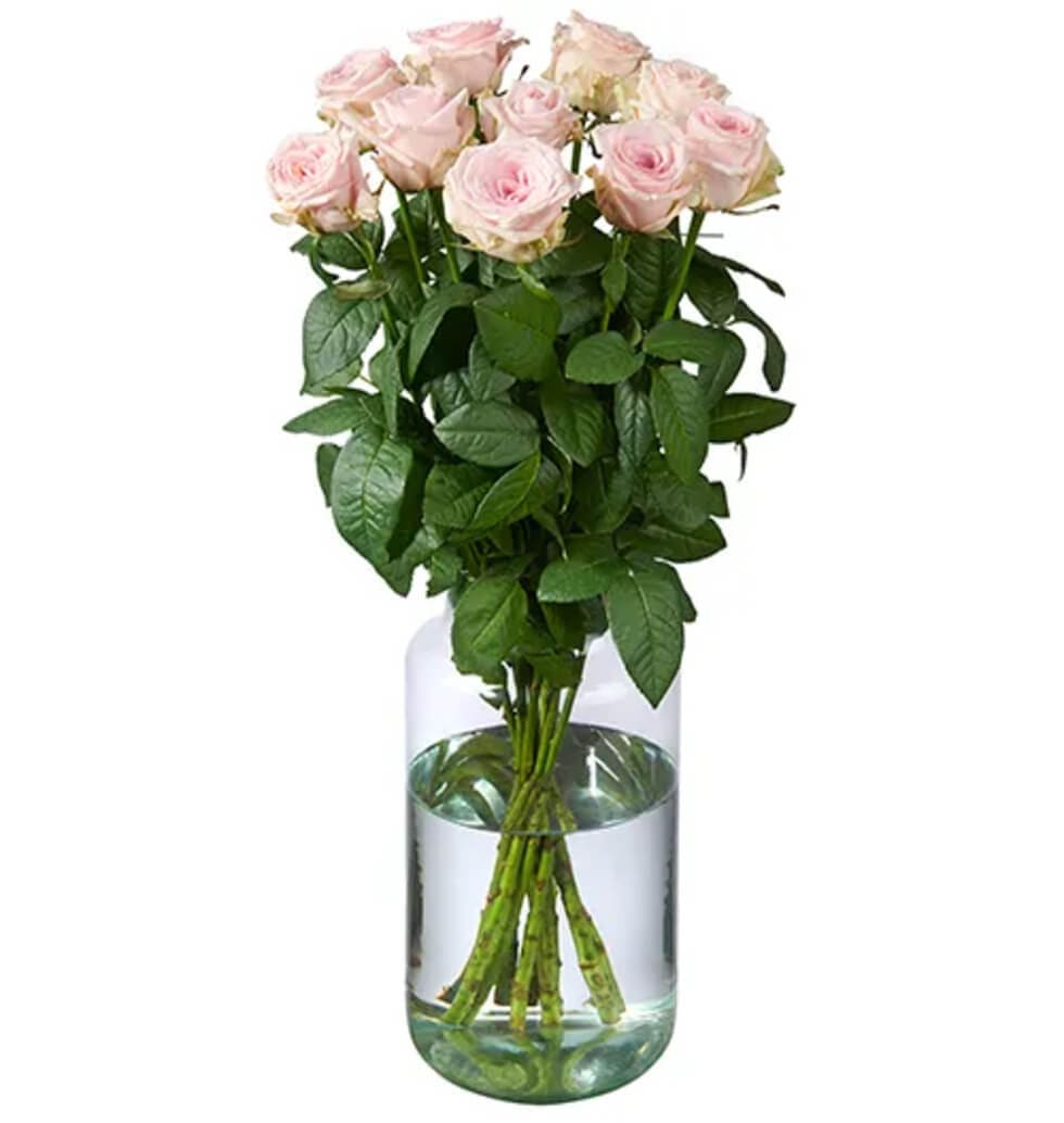 Premium 10 Pink Roses