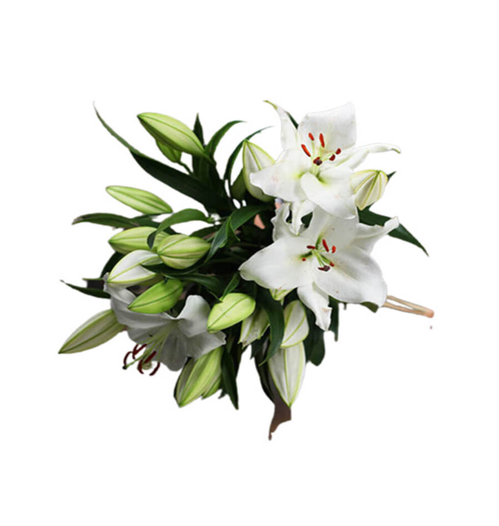 White lilies epitomise elegance and refinement. Th......  to Aachen
