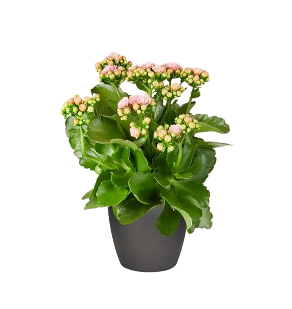 Kalanchoe plants are thick leaved succulents that ......  to Bremen