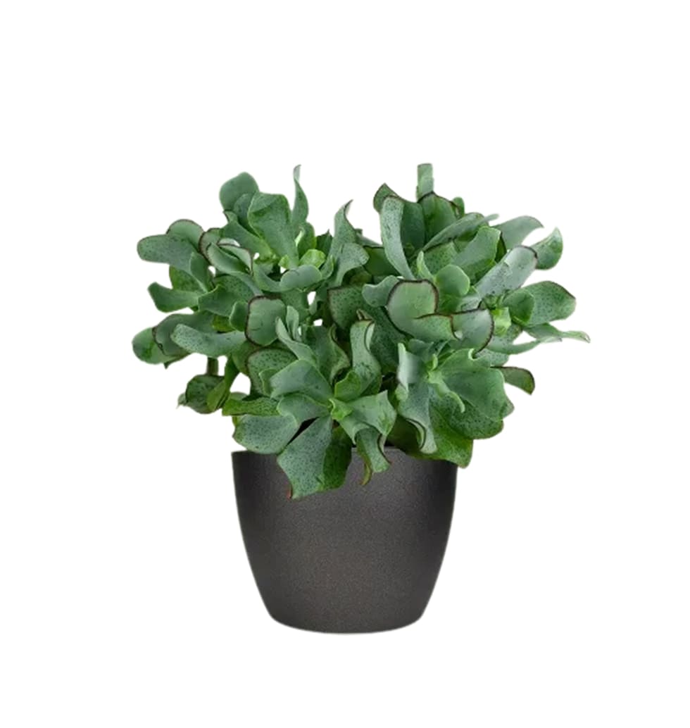 Crassula arborescens is easy to care for and can s......  to Offenburg