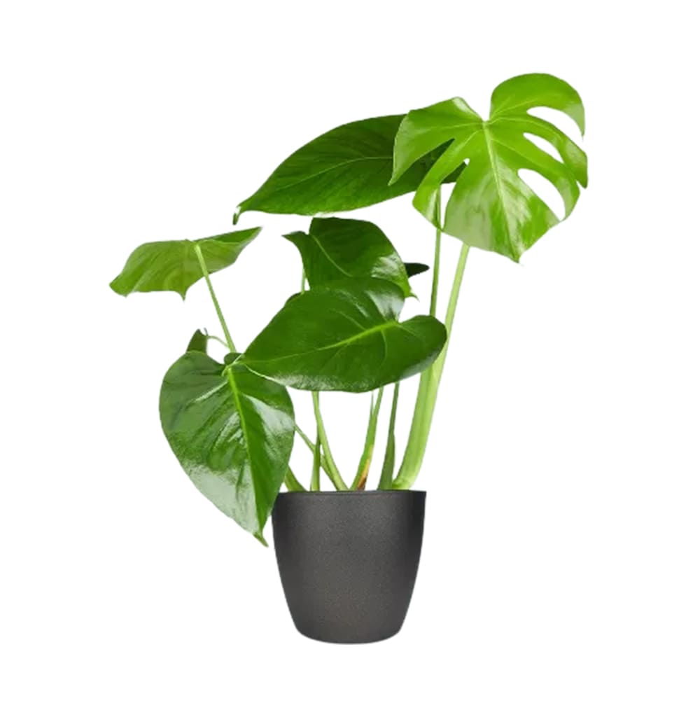 Its likely that the Monstera will be the most popu......  to Kaiserslaut