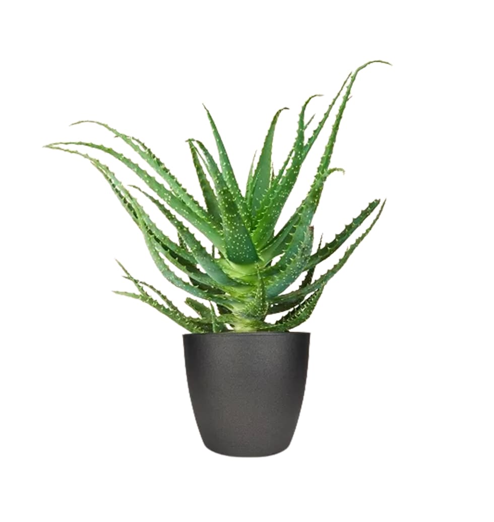 Aloe Arborescents is a multipurpose houseplant wit......  to Bonn