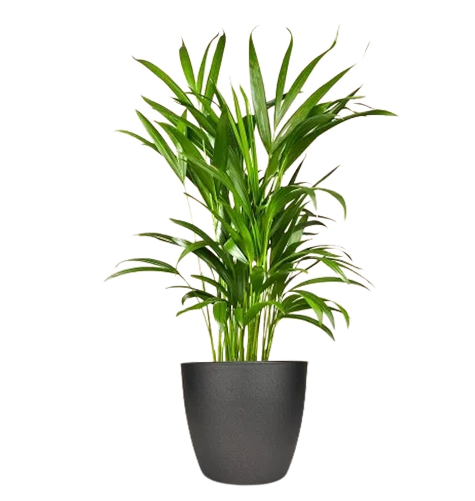 The Kentia Palm is an excellent option for growing......  to Constance