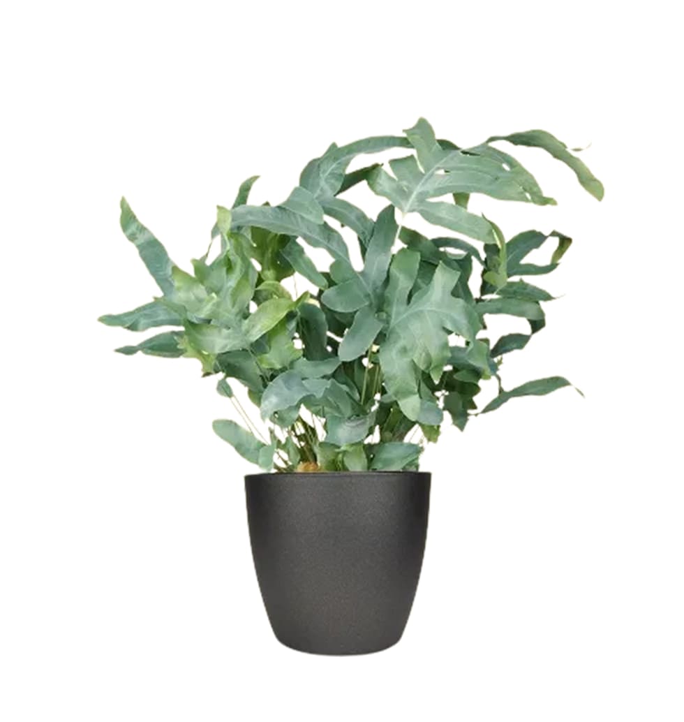 Ferns typically have a jungle-like personality and......  to Kiel
