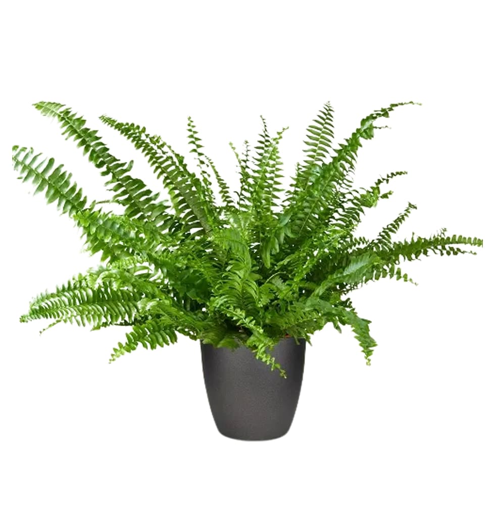 A popular plant that lives for a long time and has......  to Darmstadt