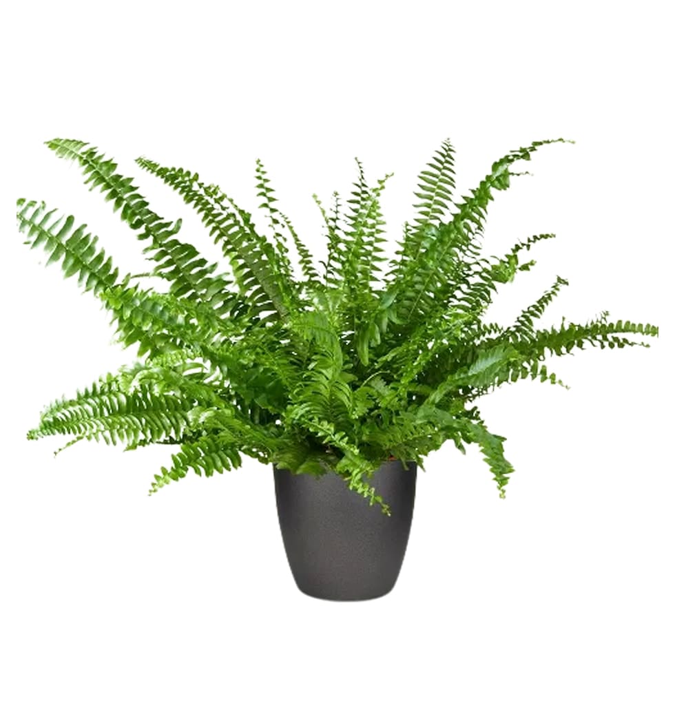 Sword Ferns