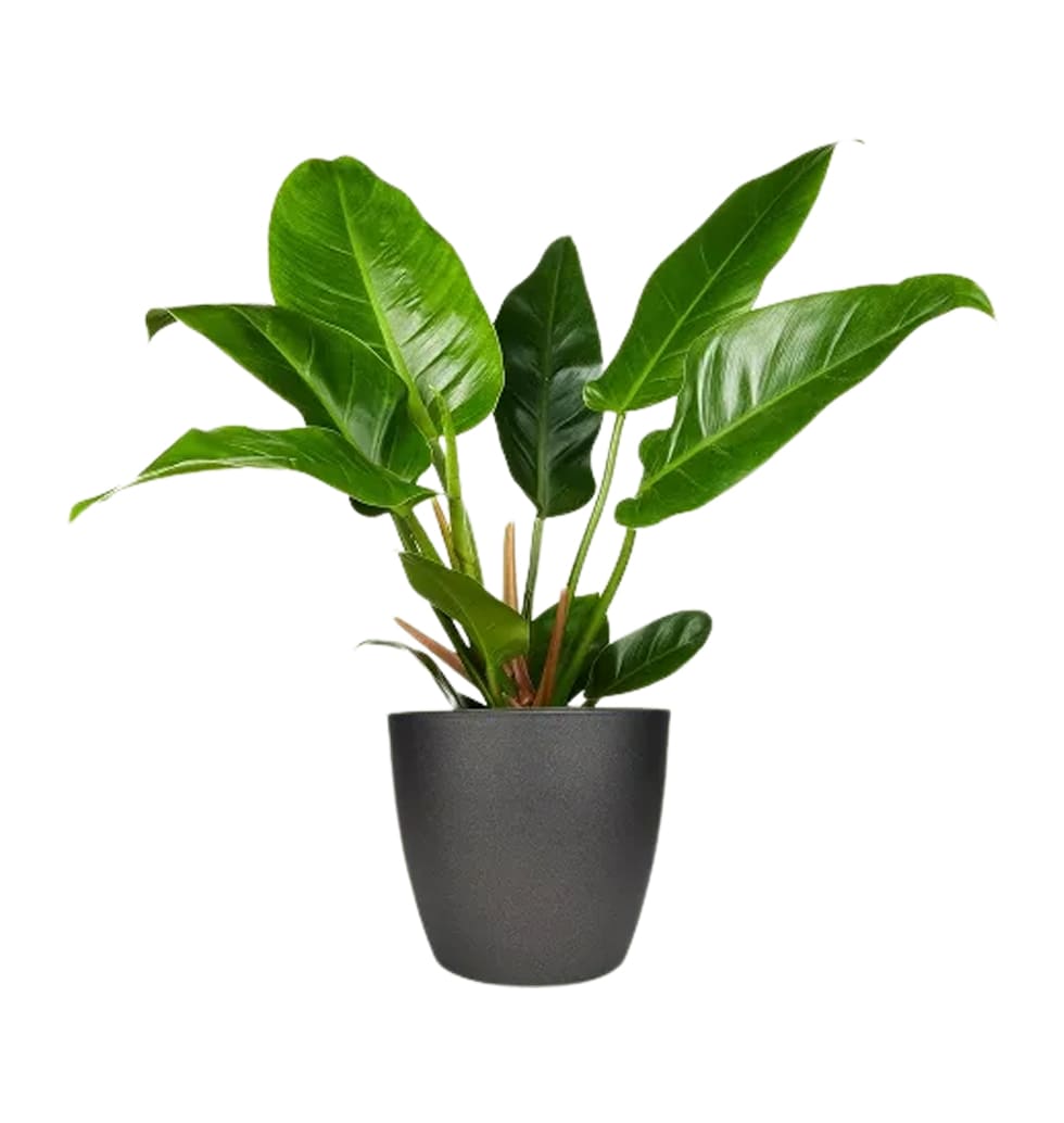 Philodendron Imperial Green Plant
