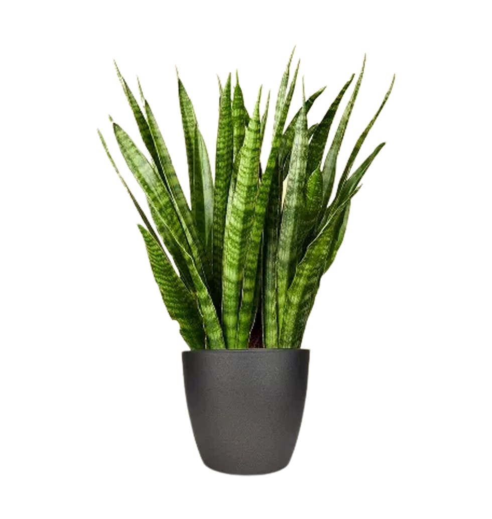 Sansevieria kirkii, found alone in Africa, is a su......  to Dresden