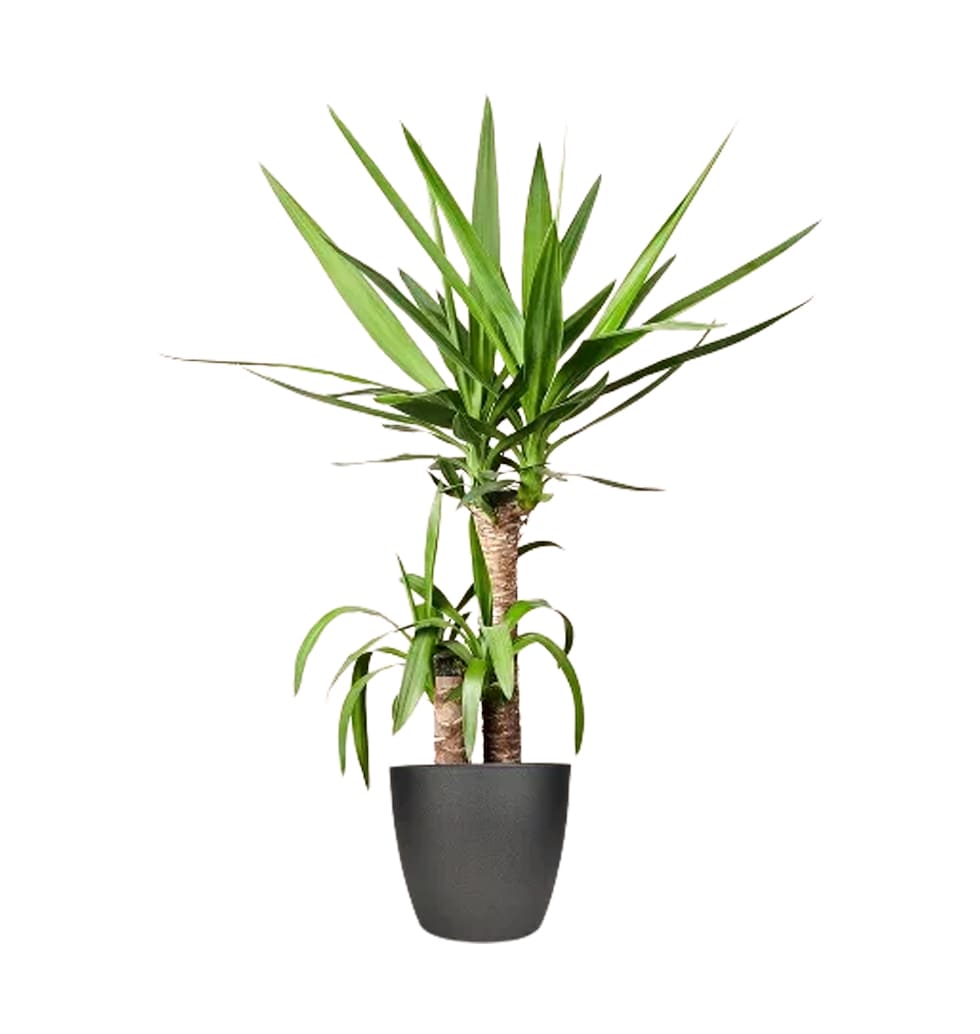 Make a strong statement with this hardy plant. Yuc......  to Heide