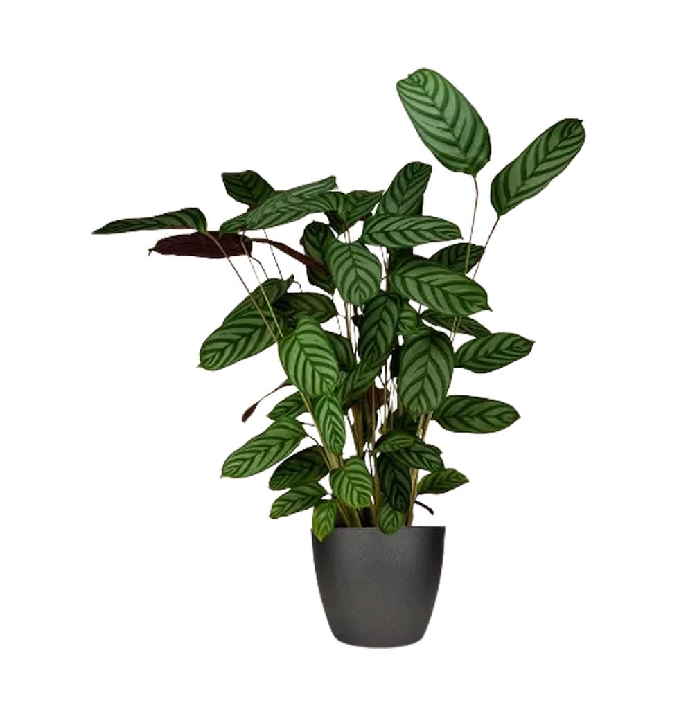 This stunning tropical plant is a genuine show-sto......  to Sankt Augus