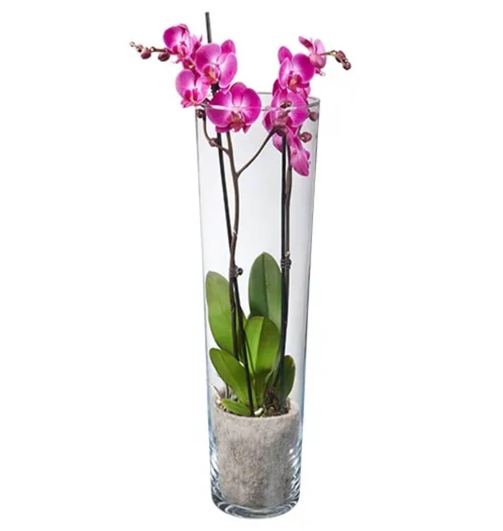 A gorgeous seasonal vase arranged with pink orchid......  to Rosenheim
