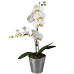 Phalaenopsis Orchid