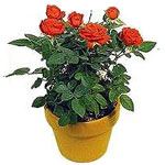 Rose plant mini