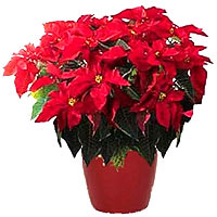 Astro New Year, or Alexandrian, or by the Latin name of poinsettias.Whatever you...