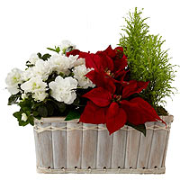 Plant with Christmas note