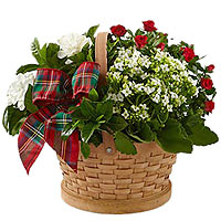 Christmas arrangement of plants in a basket
