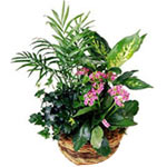 This garden dish filled with delightful green plants and fresh pink flowers is s...