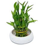 Lucky Bamboo