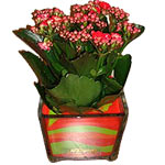 Kalanchoe are succulent plants. Some are mainly gr...