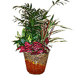 This gorgeous arrangement of mixed long lasting plants makes the perfect additio...