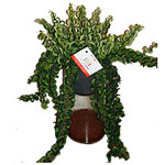 Aeschynanthus Twister Plant