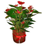 A striking plant arrangement with red anthurium in...