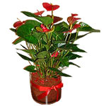 Anthurium Plant