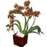 A striking Orchid plant to grace a traditional home with its beautiful look.<br>...