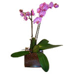 Our Pink Phalaenopsis Orchid is a gorgeous additio...