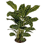 Calathea is tropical plant that is also known as t...