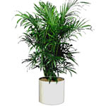 This plant enjoys indirect light making it perfect for most indoor settings. Wit...