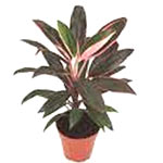 This beautiful Cordyline plant with its dark green leaves grows into a large tre...