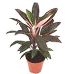 Cordyline Plant