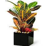 The croton plants spike-like flower is insignificant at best, but oh, those leav...