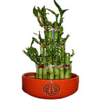 Lucky Bamboo makes the perfect house or office plant, needing little care but  w...